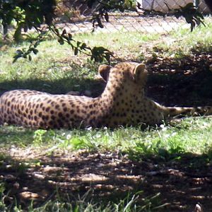 Cheetah (Acinonyx jubatus)
