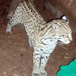 Ocelot (Felis (Leopardus) pardalis)