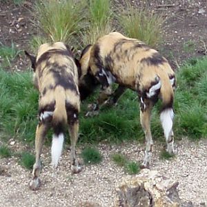 African Wild Dogs (Lycaon pictus)