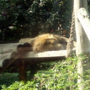 Asian Lion (Panthera leo ssp. persica)