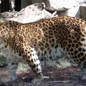 Leopard (Panthera pardus ssp. japonica)