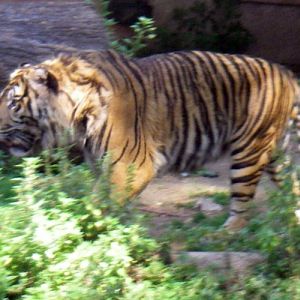 Tiger (Panthera tigris ssp. sumatrae)