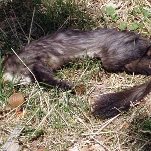 Stone Marten (Martes foina)