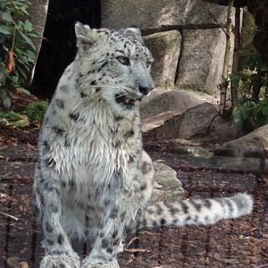 Snow Leopard (Uncia uncia)