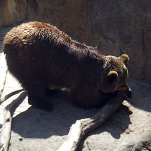 Brown Bear (Ursus arctos)