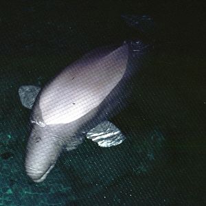 Beluga Whale (Delphinapterus leucas)