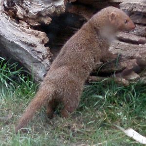 Pygmy Mongoose (Helogale parvula)