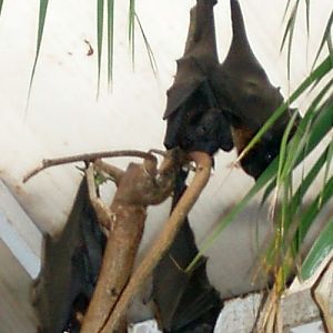 Giant Flying Fox (Pteropus giganteus)