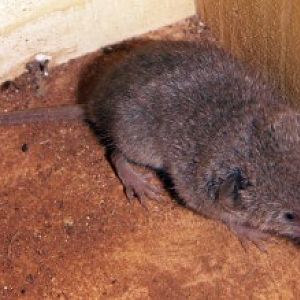 Common Shrew (Crocidura russula)