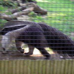 Giant Anteater (Myrmecophaga tridactyla)
