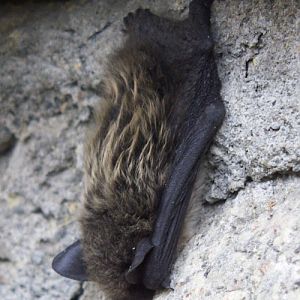 Common Bat (Pipistrellus pipistrellus)