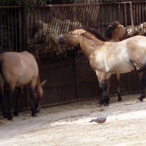 Przewalski's Horses (Equus przewalskii)