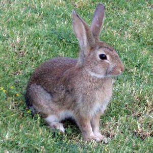Common Rabbit (Oryctolagus cuniculus)
