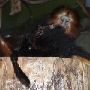 Golden-headed Tamarin (Leontopithecus chrysomelas)