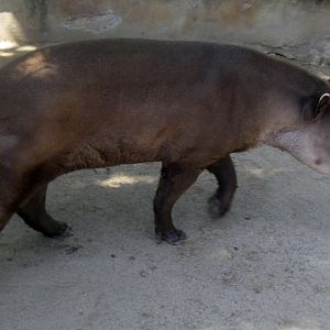 Lowland Tapir (Tapirus terrestris)