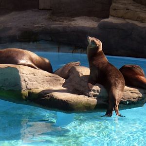 California Sea Lion (Zalophus californianus)