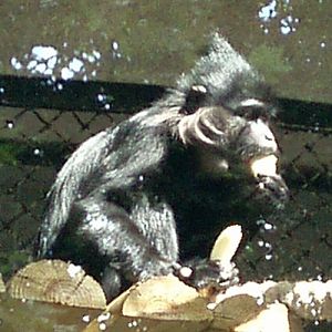 Black Mangabey (Cercocebus (Lophocebus) aterrimus)