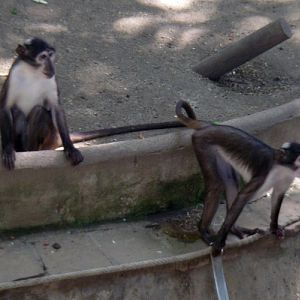 Mangabeys (Cercocebus atys ssp. lunulatus)