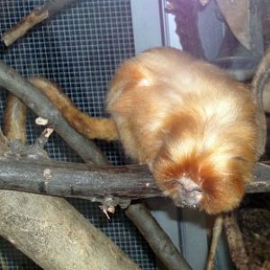 Golden Lion Tamarin (Leontopithecus rosalia)