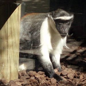 Roloway Monkey (Cercopithecus diana ssp. roloway)