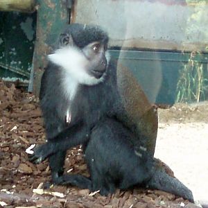 L'hoest Monkey (Cercopithecus lhoesti)