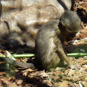 Talapoin (Cercopithecus (Myopithecus) talaoin