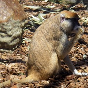 Patas monkey (Erythrocebus patas)
