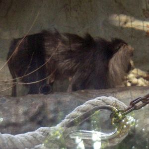 Lion-tailed macaque (Macaca silenus)