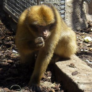 Barbary macaque (Macaca sylvana)