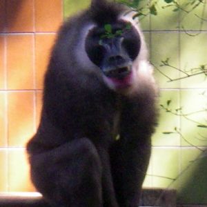 Drill (Mandrillus leucophaeus)