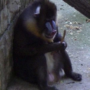 Mandrill (Mandrillus sphinx)