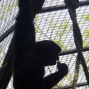 Siamang (Hylobates (Symphalangus) syndactylus)