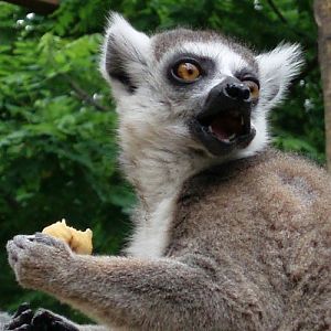 Ring-tailed Lemur (Lemur catta)