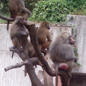 Sacred Baboons (Papio hamadryas)