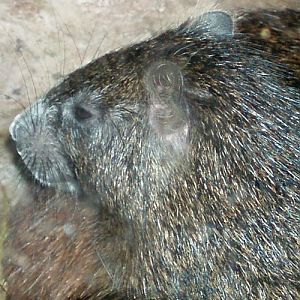 Desmarest's Hutia (Capromys pilorides)