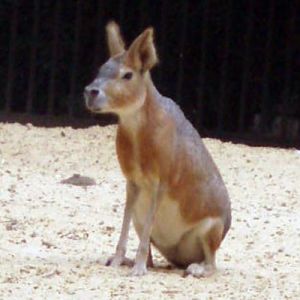 Mara (Dolichotis patagonum)