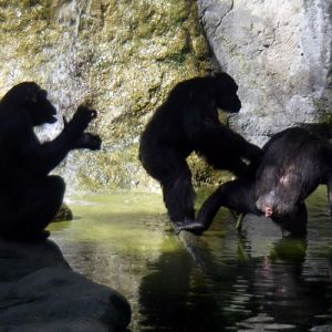 Chimpanzees (Pan troglodytes)