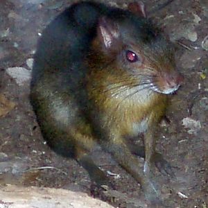 Common Aguti (Dasyprocta aguti)