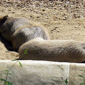 Capibara (Hydrochoerus hydrochaeris)