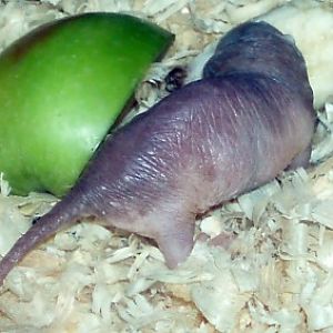 Naked Mole Rat (Heterocephalus glaber)