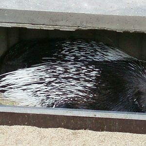 Crested Porcupine (Hystrix cristata)