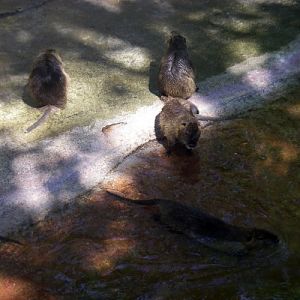 Coypu (Myocastor coypus)