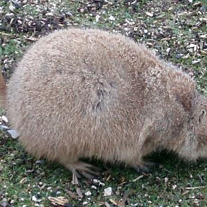 Black-tailed Prairie Dog (Cynomys ludovicianus)