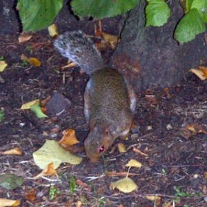 Grey Squirrel (Sciurus carolinensis)