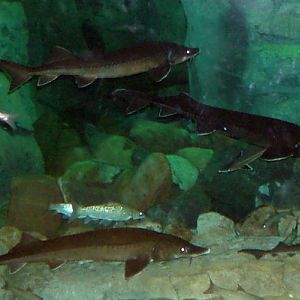 Siberian Sturgeons (Acipenser baeri)