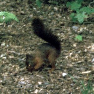 Red Squirrel (Sciurus vulgaris)