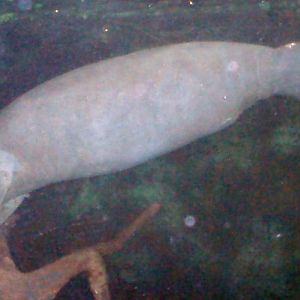 Antillean Manatee (Trichechus manatus)