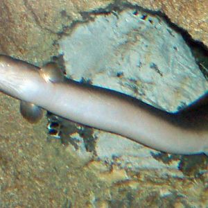 European Eel (Anguilla anguilla)