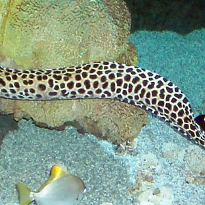 Laced Moray (Gymnothorax favagineus)