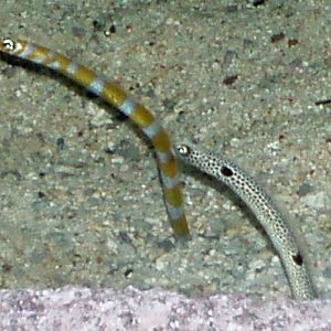 Garden Eels (Heteroconger hassi, left, Heteroconger tomberua, right)